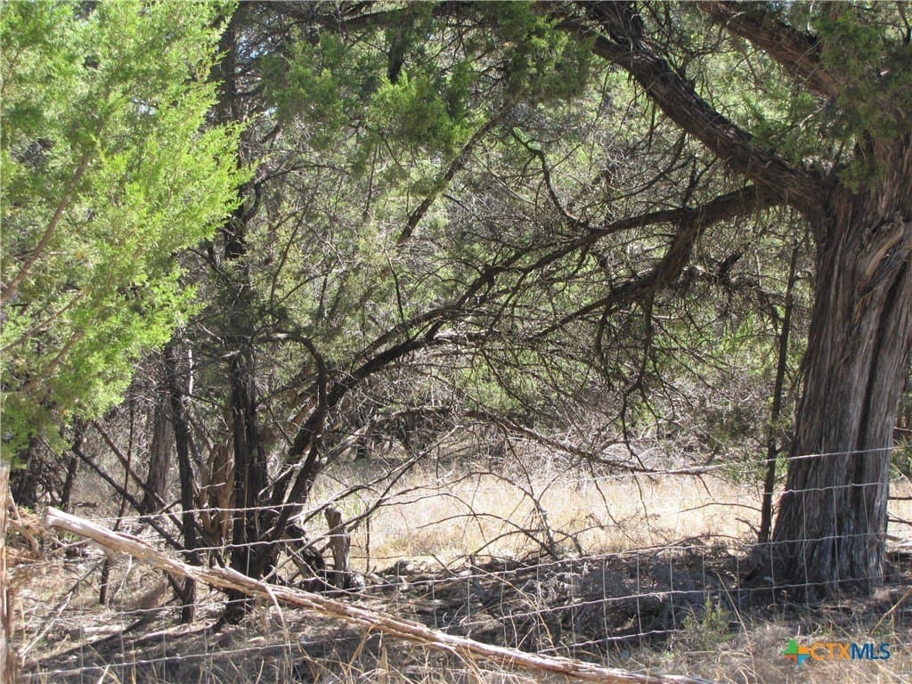 1.39 acres in Comal County gallery image 3