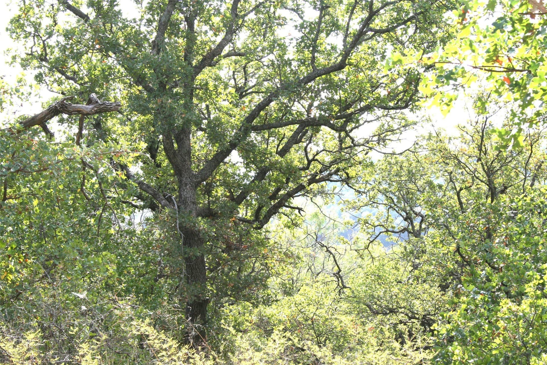 1.06 acres in Palo Pinto County featured view