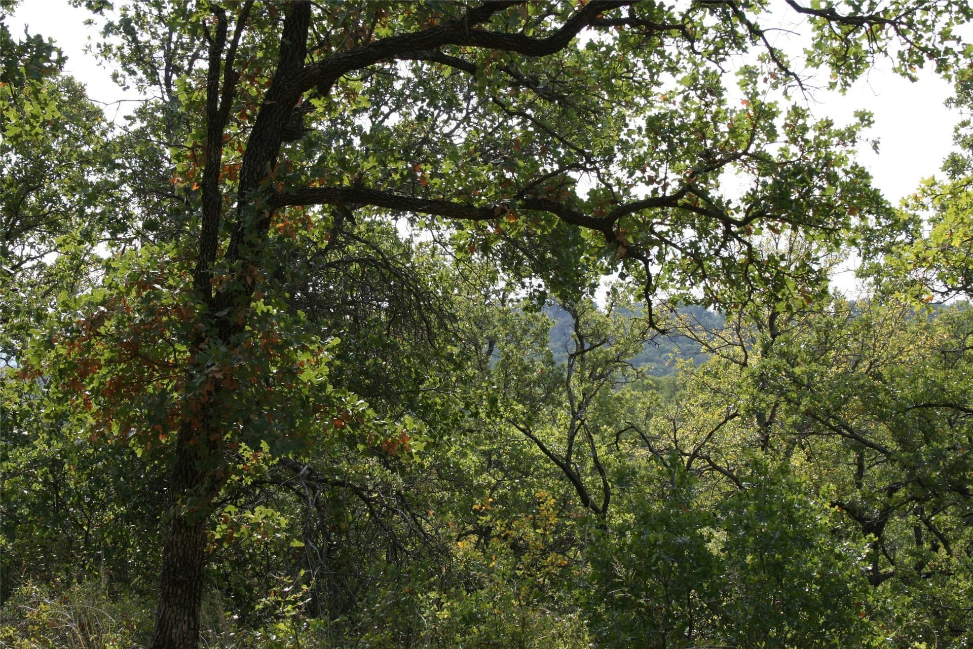 1.06 acres in Palo Pinto County gallery image 4