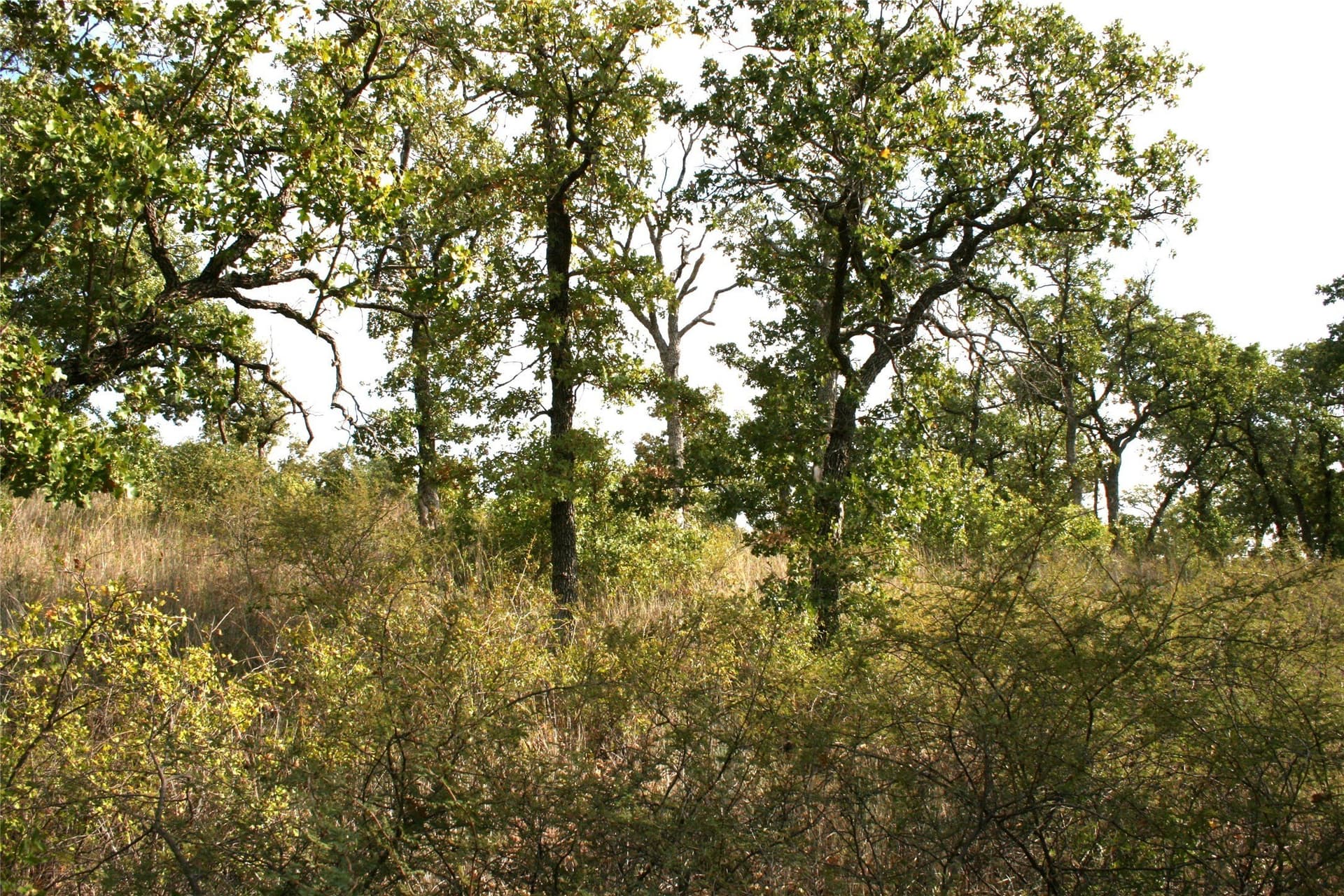 1.06 acres in Palo Pinto County - photo 7