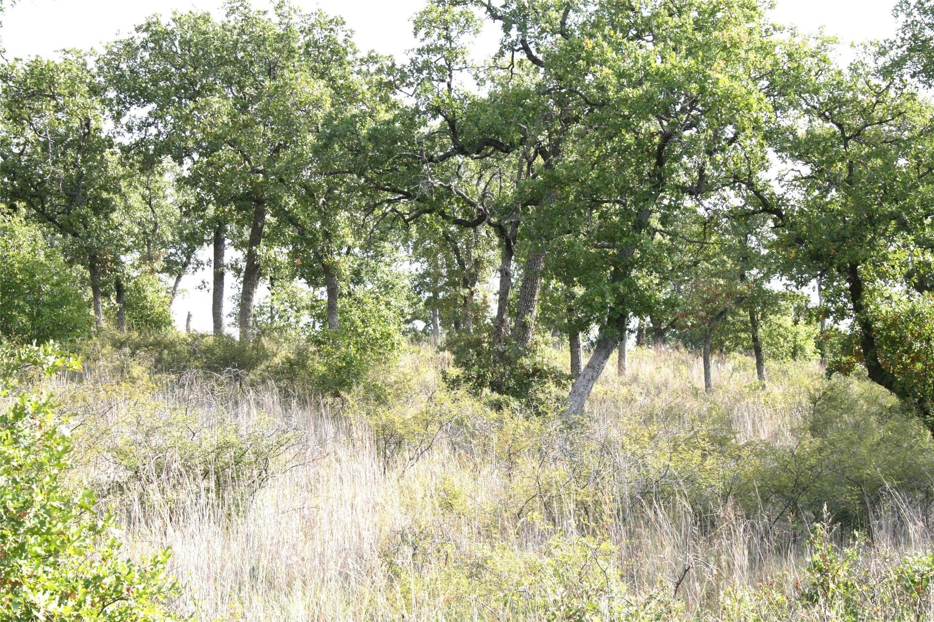 1.06 acres in Palo Pinto County - photo 9