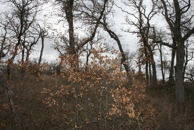 1.06 acres in Palo Pinto County - photo 33