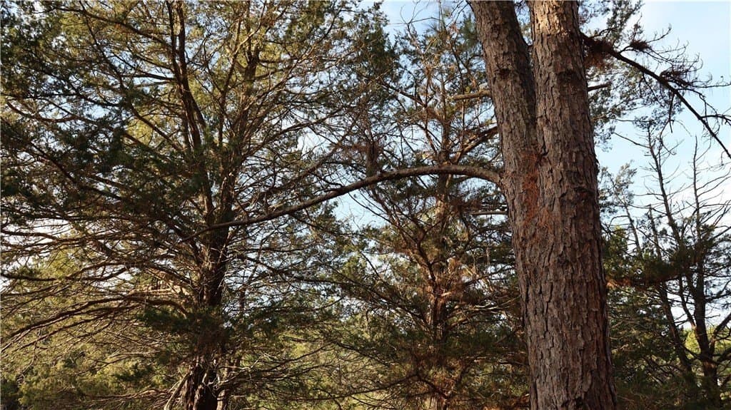 0.24 acres in COLORADO County - photo 9