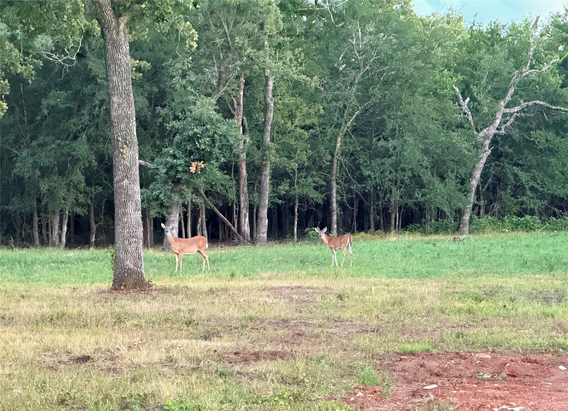 5 acres in Hill County gallery image 2