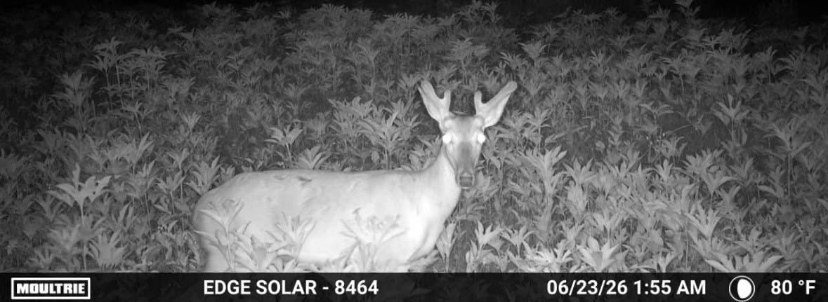 1.7 acres in Fannin County - photo 3