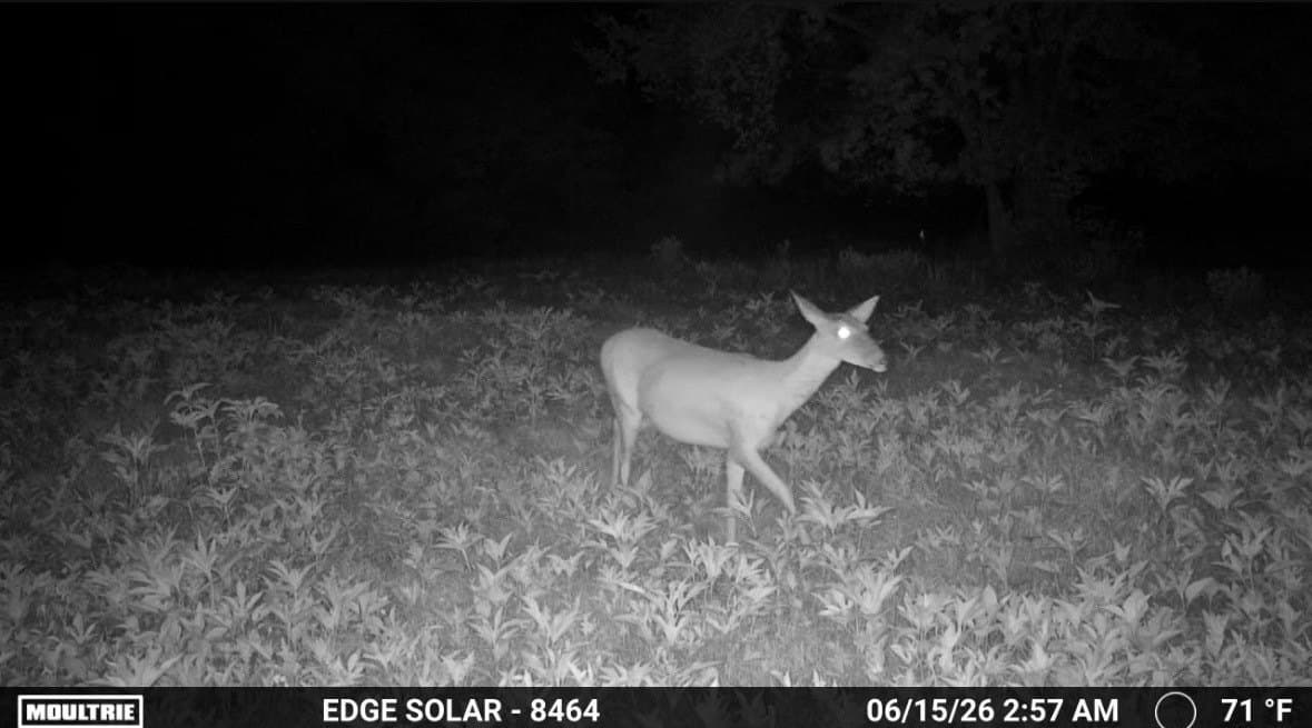 1.7 acres in Fannin County - photo 36