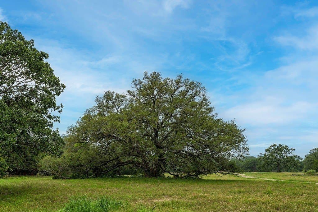11 acres in Fayette County - photo 6