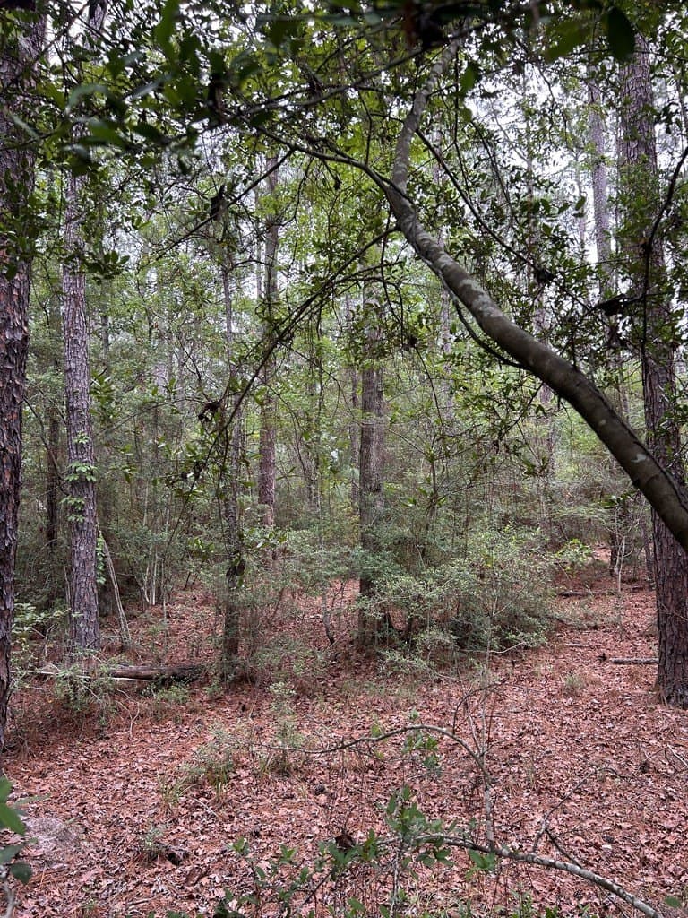 0.19 acres in Texas County - photo 7