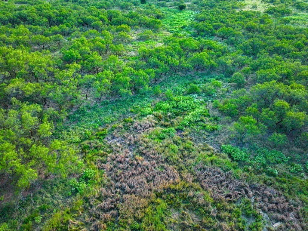 967 acres in Wichita County - photo 12