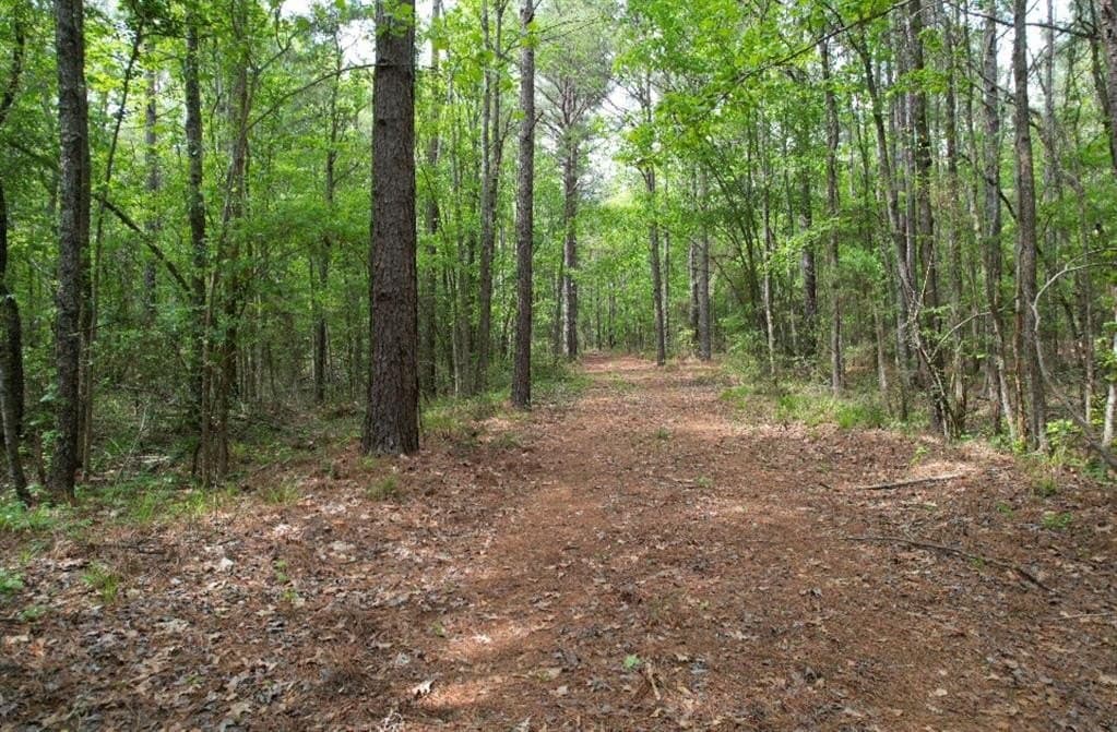 110 acres in San Augustine County gallery image 4