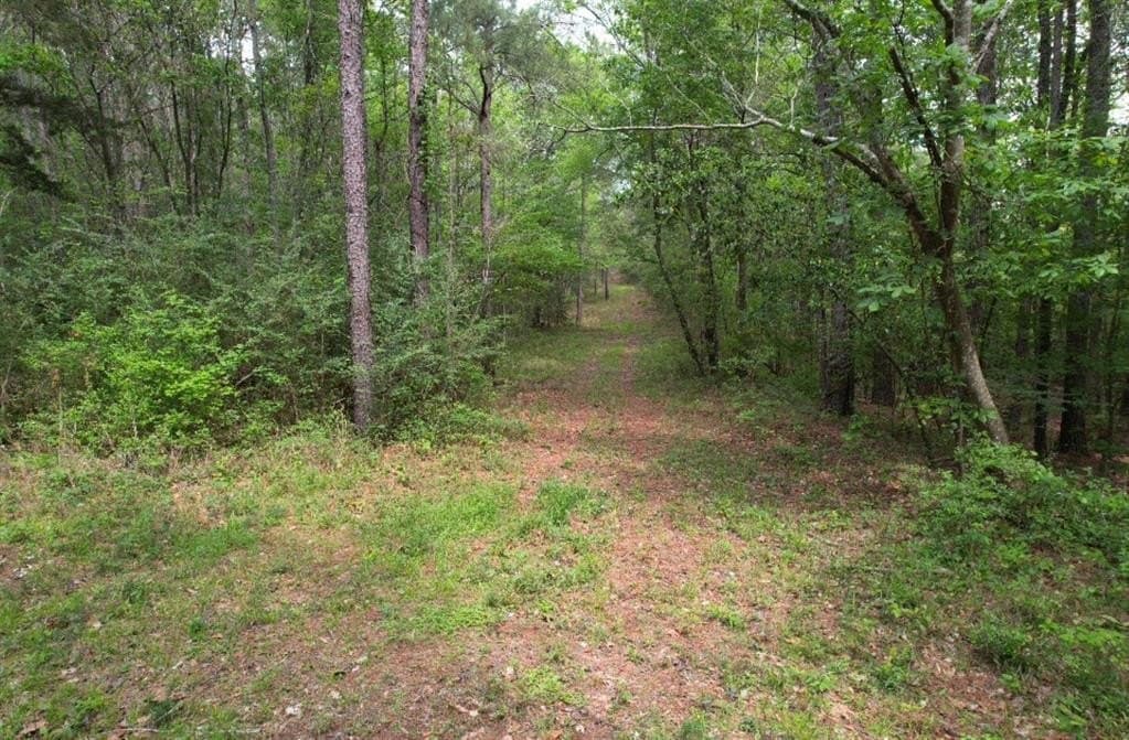 110 acres in San Augustine County featured view