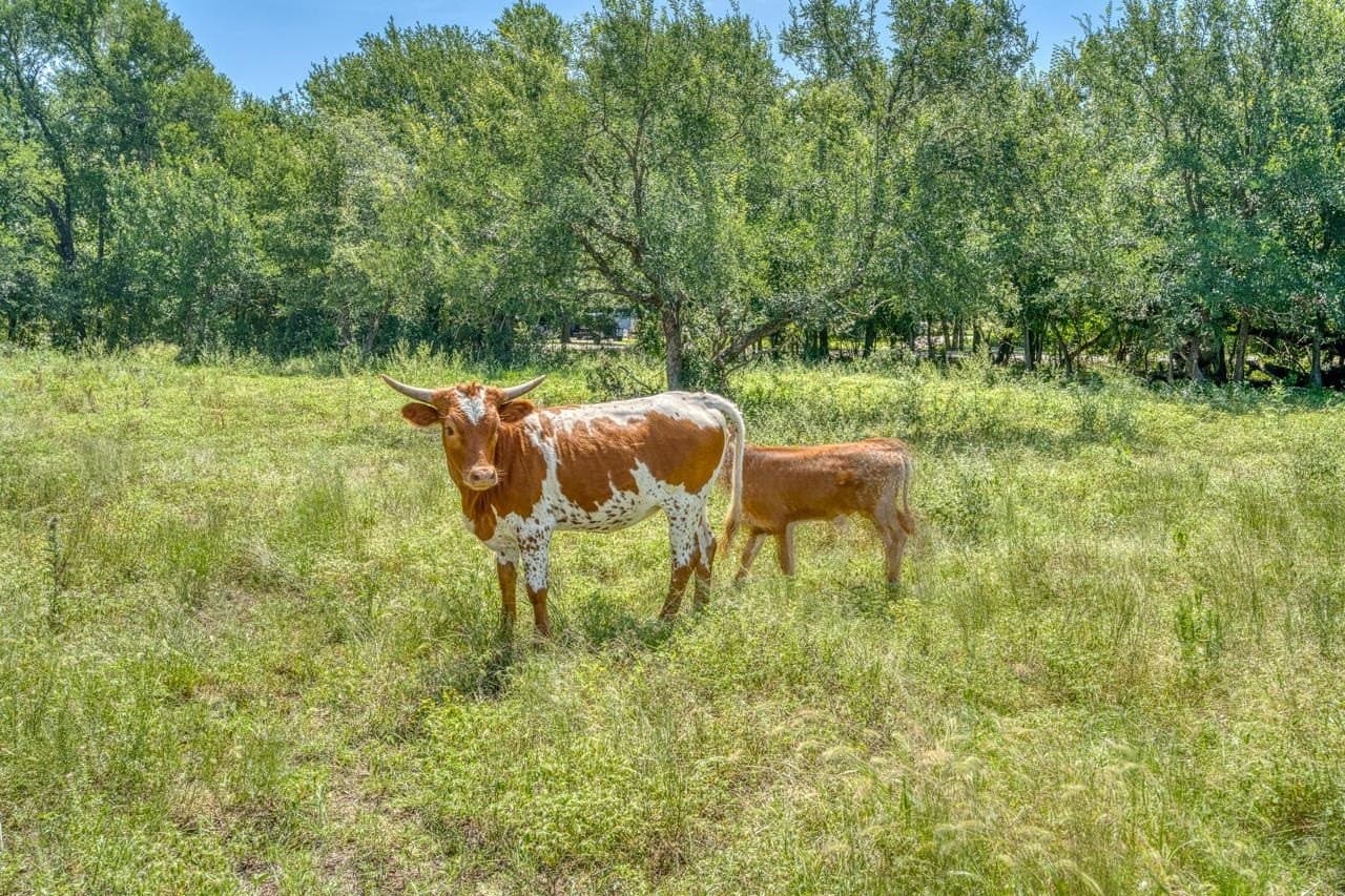 69.16 acres in Bell County - photo 44