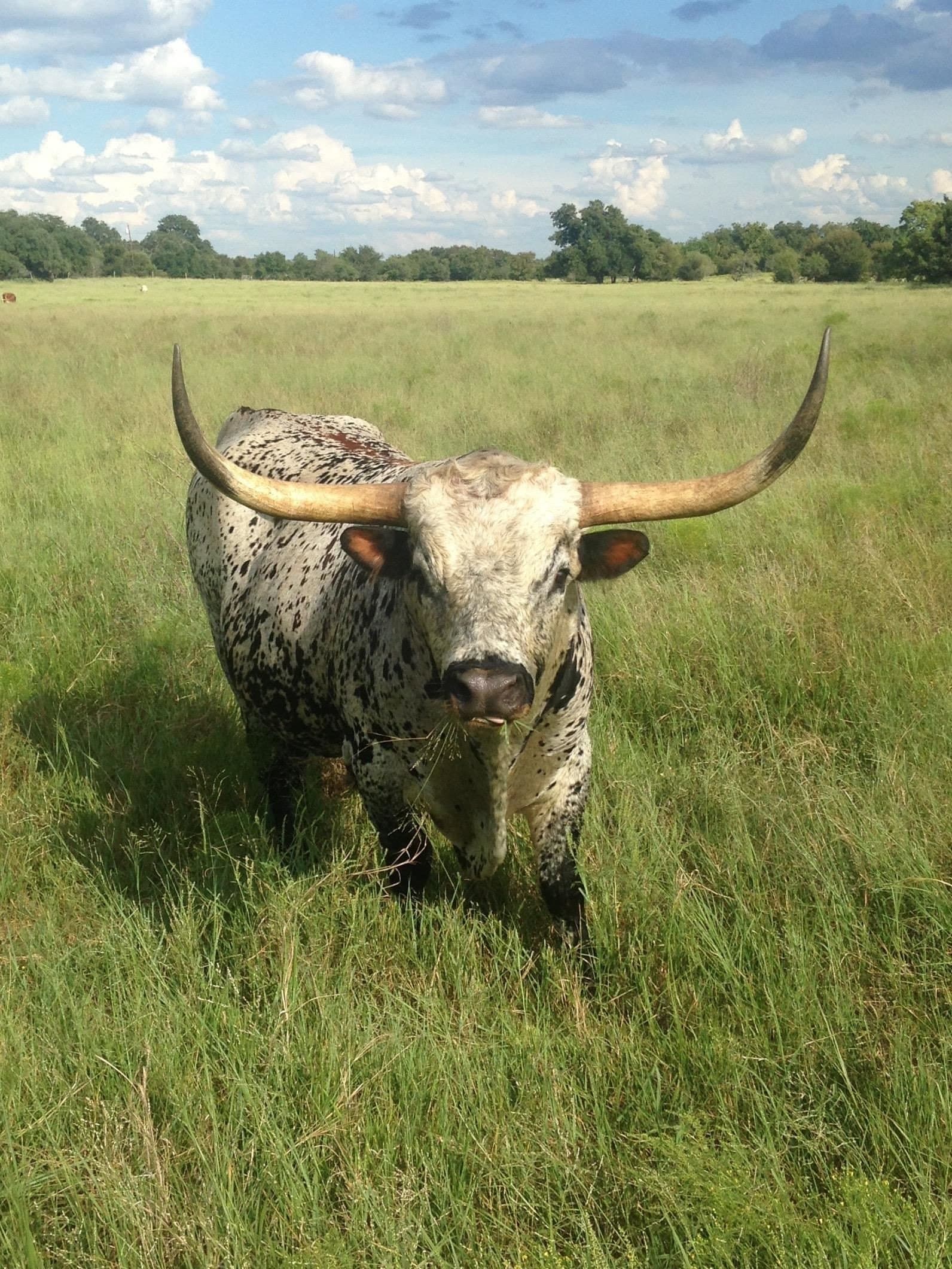 69.16 acres in Bell County - photo 42
