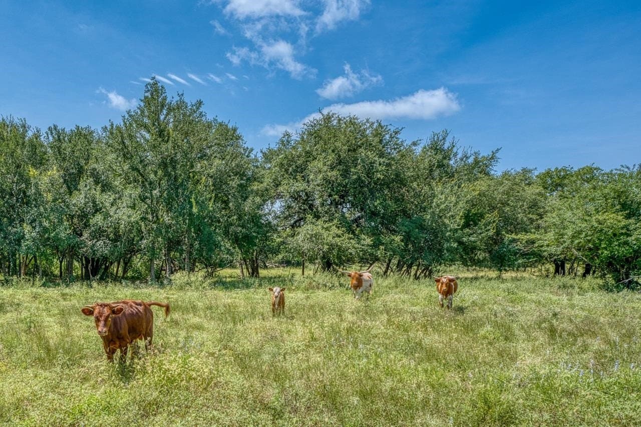 69.16 acres in Bell County - photo 43
