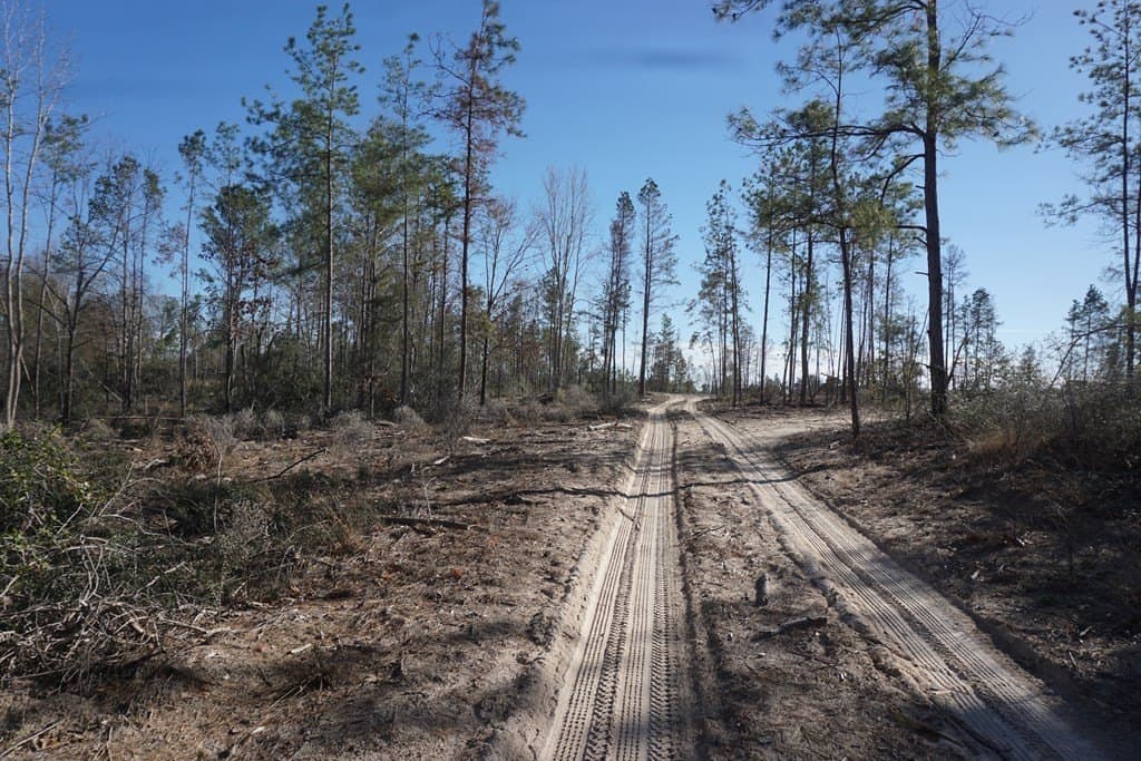 16.92 acres in LEON County gallery image 2