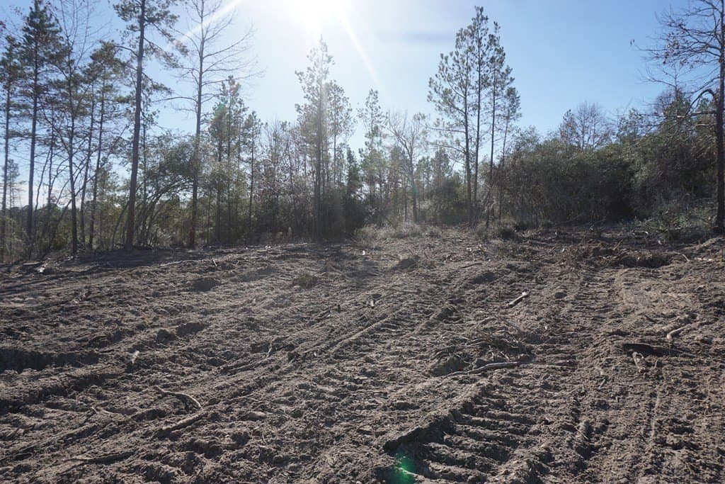 16.92 acres in LEON County gallery image 3