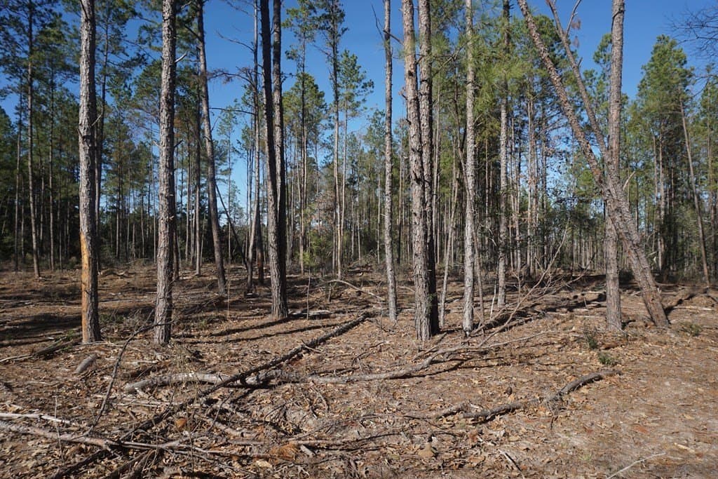 16.92 acres in LEON County gallery image 4
