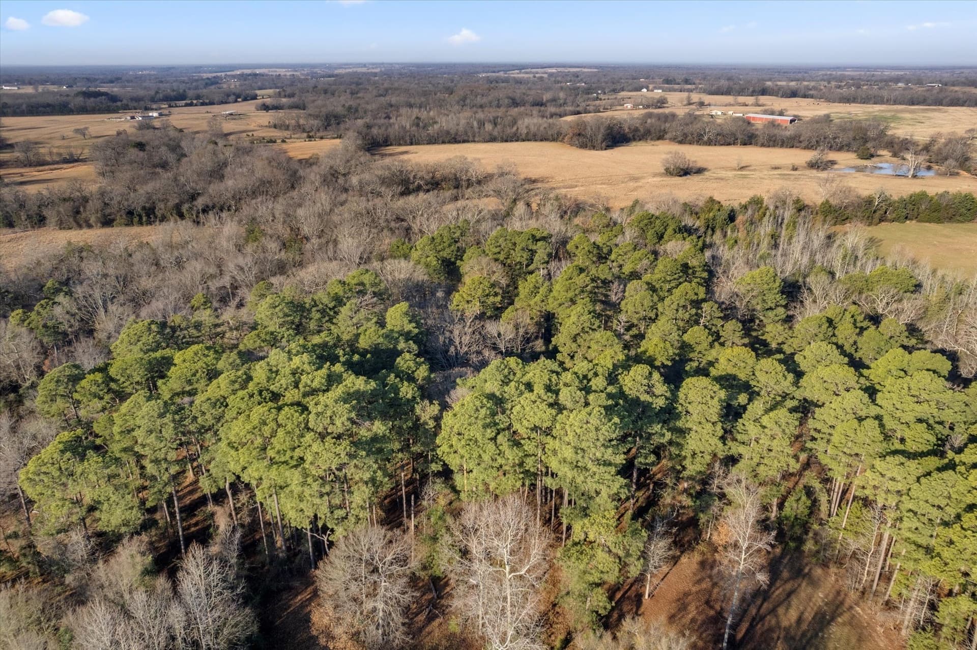 12.47 acres in Titus County - photo 10