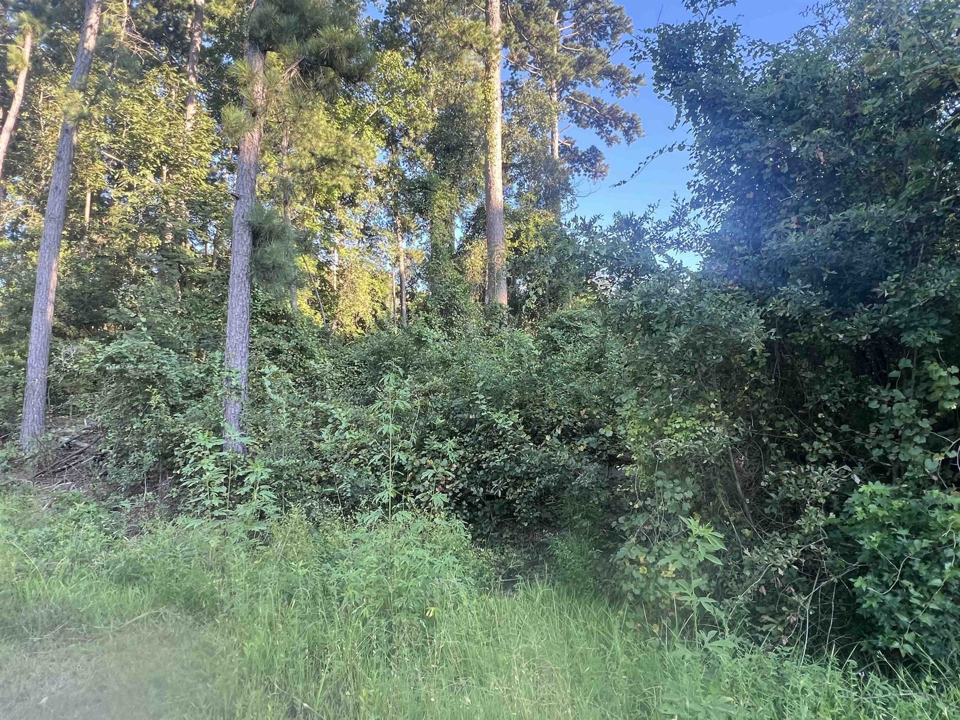 0 acres in Upshur County gallery image 2