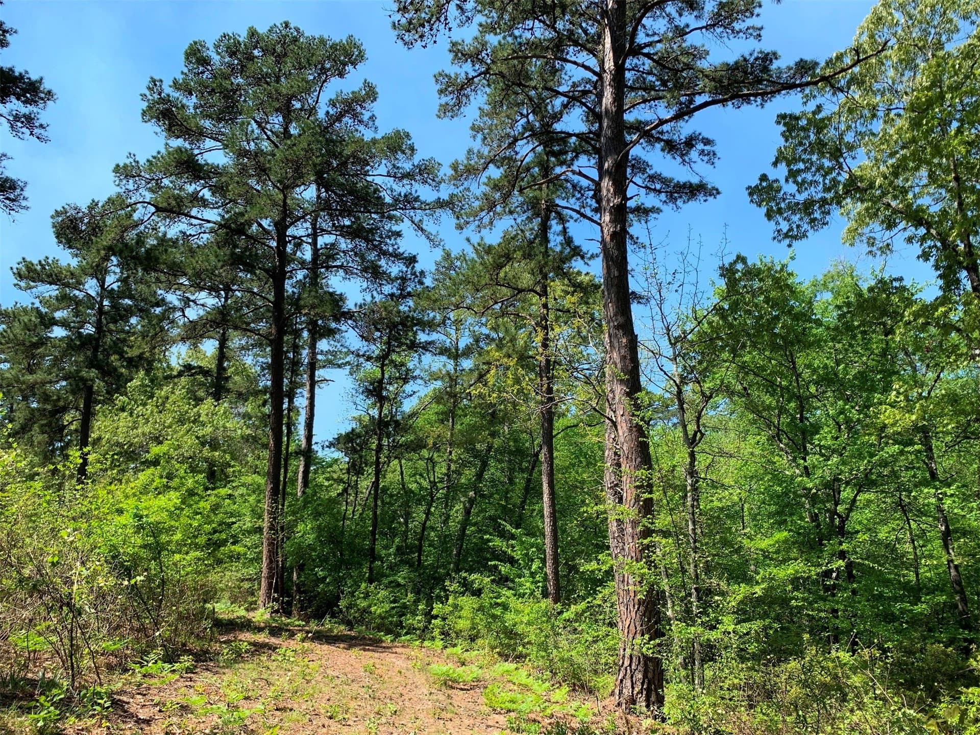 22.38 acres in Henderson County - photo 28