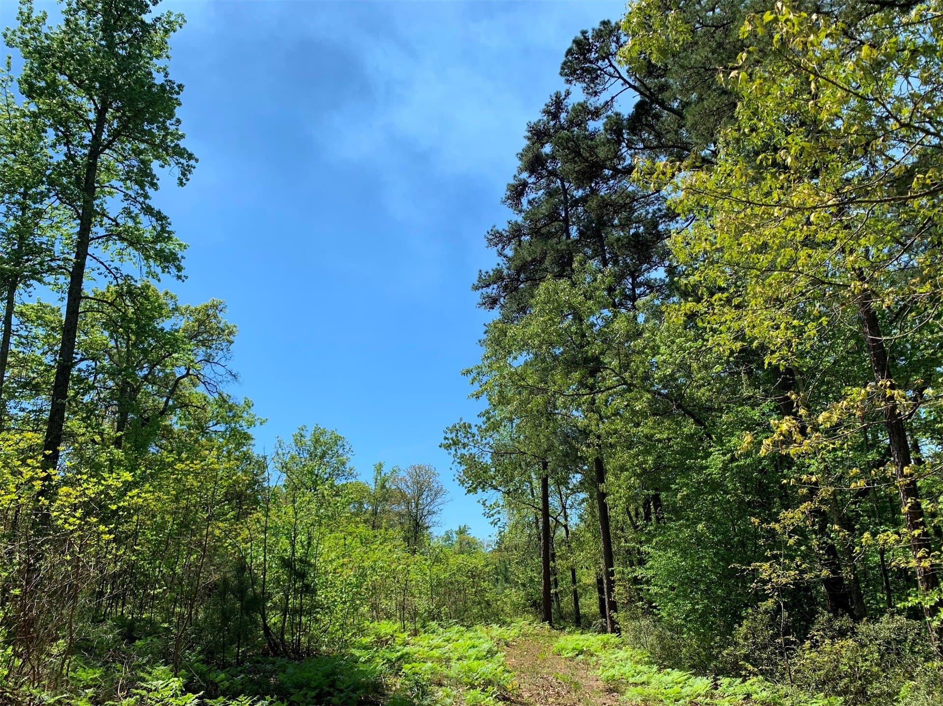 22.38 acres in Henderson County - photo 29