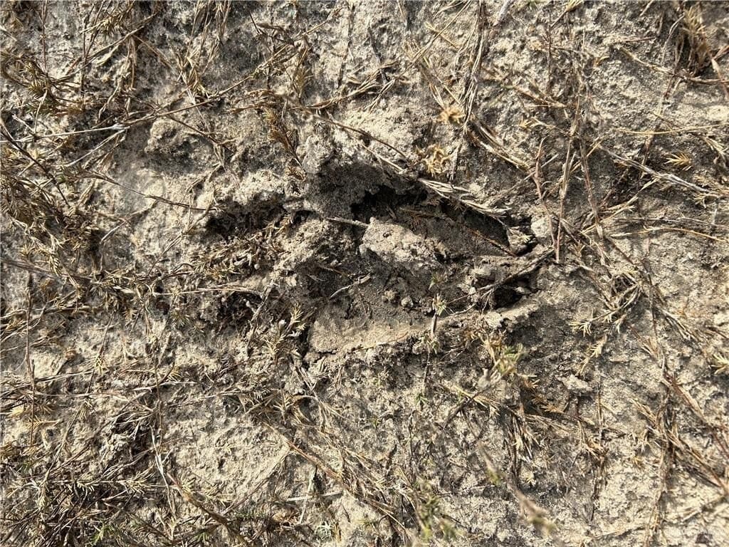 111.67 acres in Cameron County gallery image 4