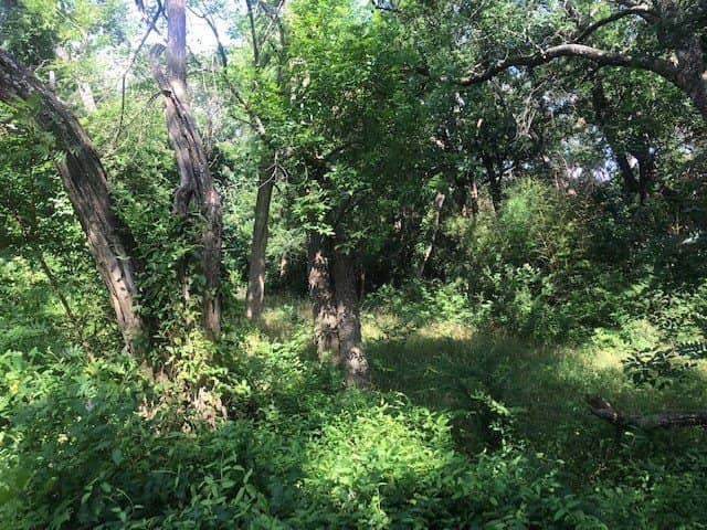 7.98 acres in Collin County - photo 8