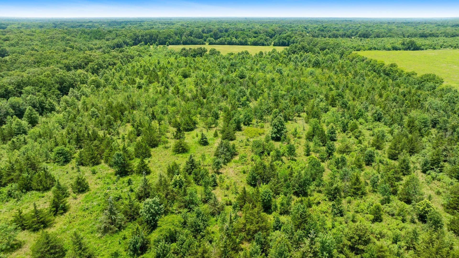 242.7 acres in Red River (TX) County - photo 3