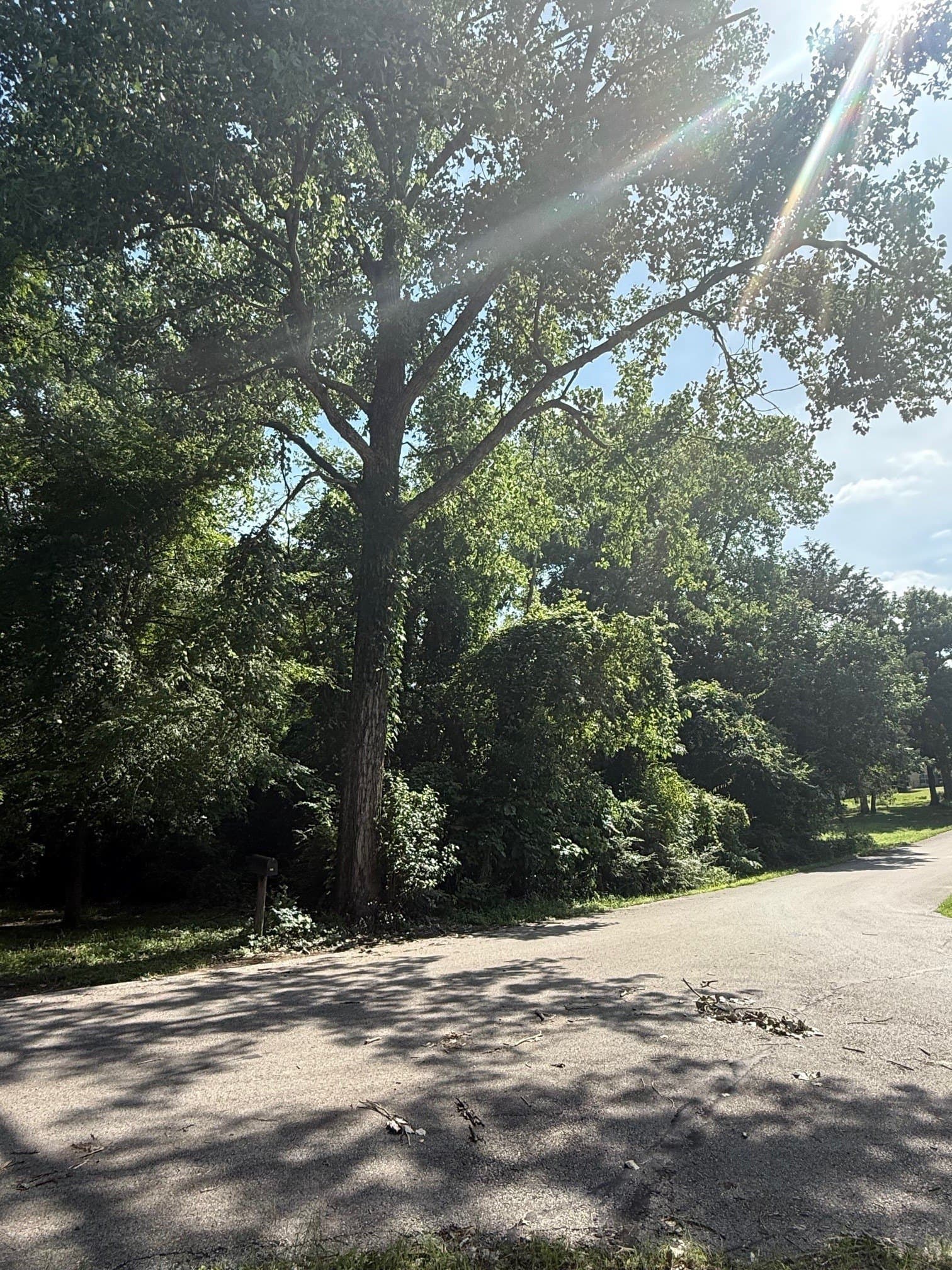 0.22 acres in Henderson County gallery image 3