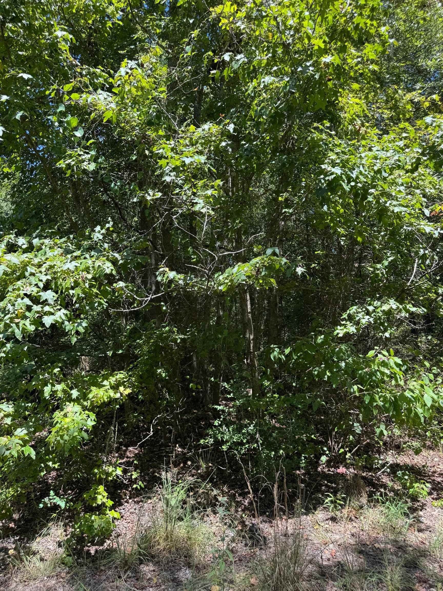 9.7 acres in Cass County - photo 20
