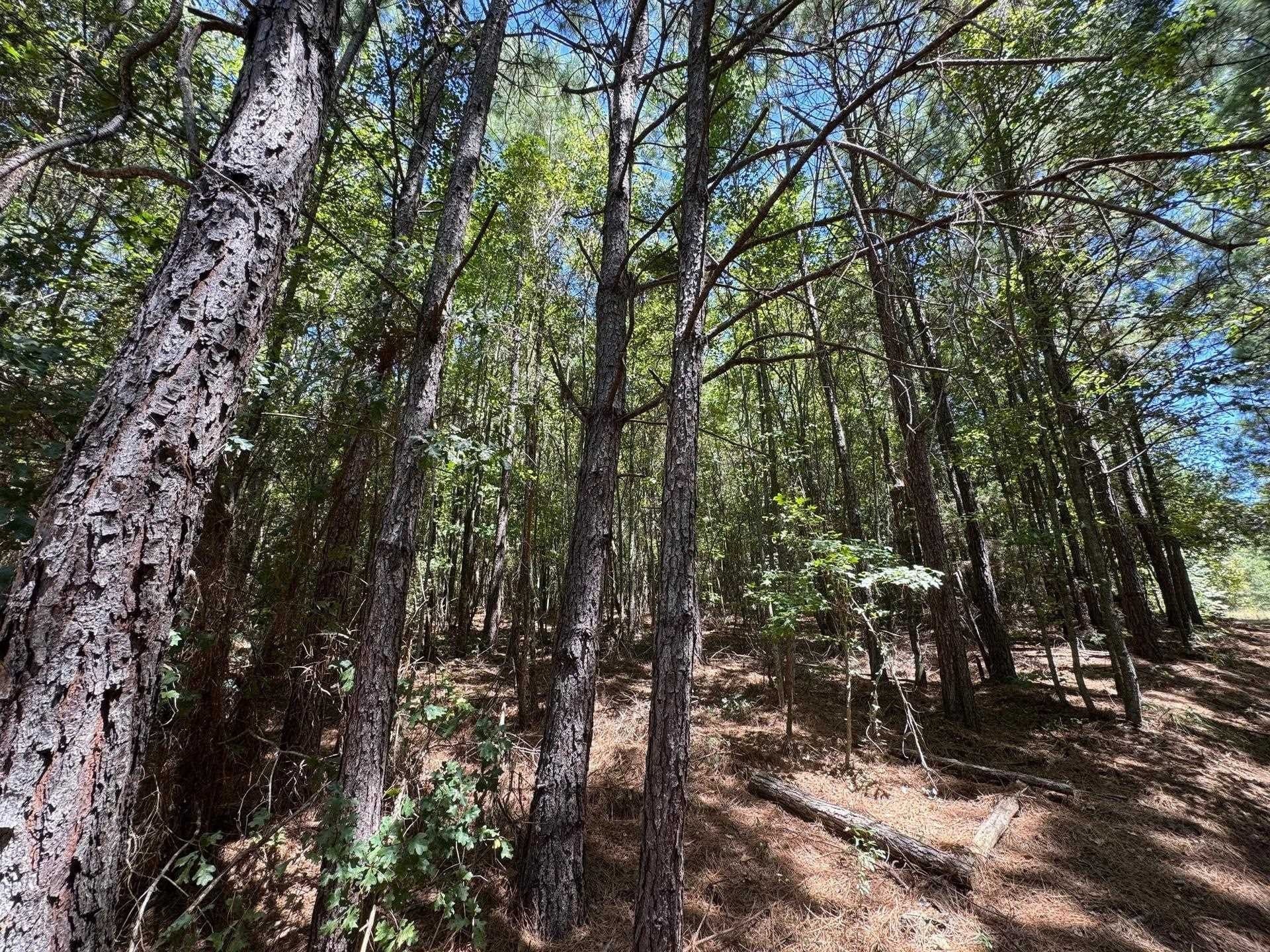 9.7 acres in Cass County - photo 14