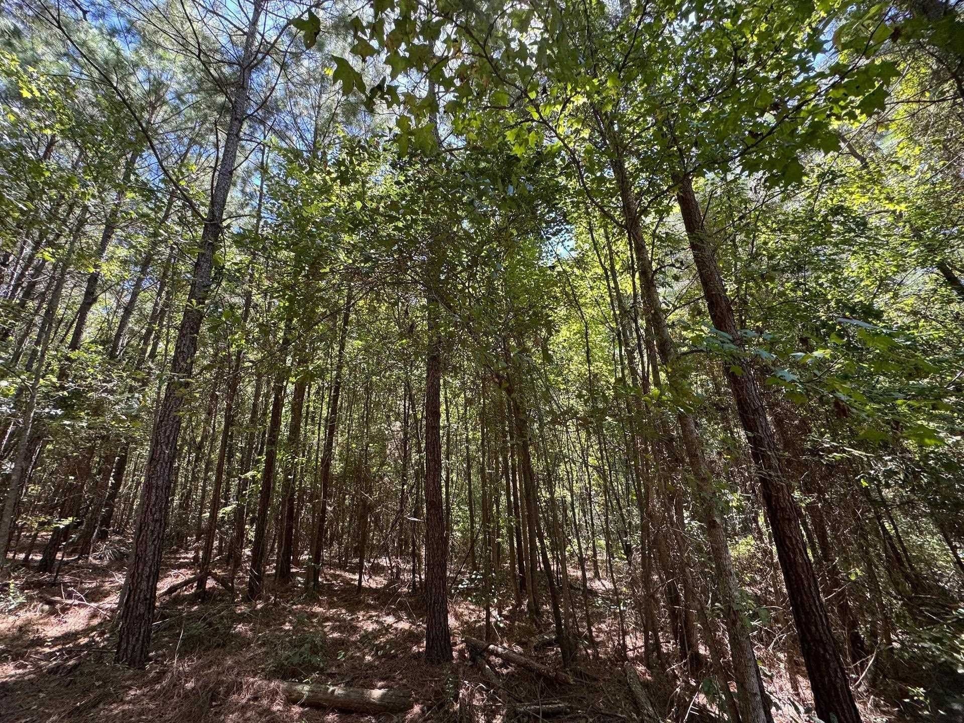 9.7 acres in Cass County - photo 15