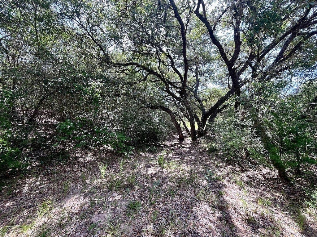 11.28 acres in Colorado County gallery image 2