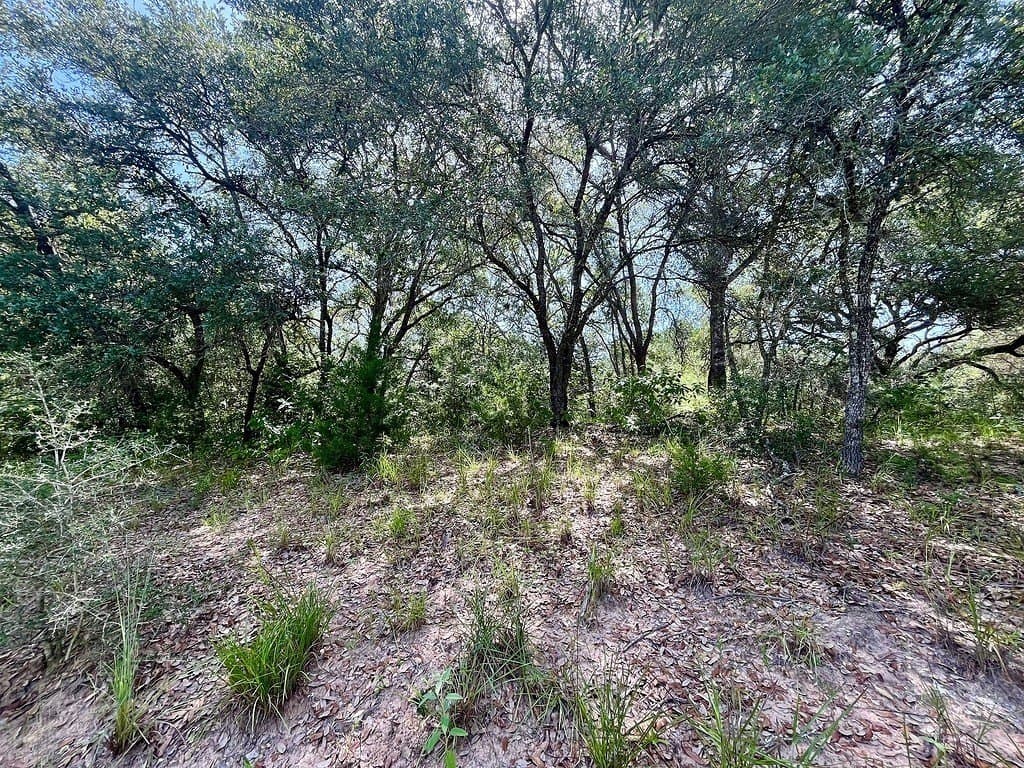 11.28 acres in Colorado County gallery image 4