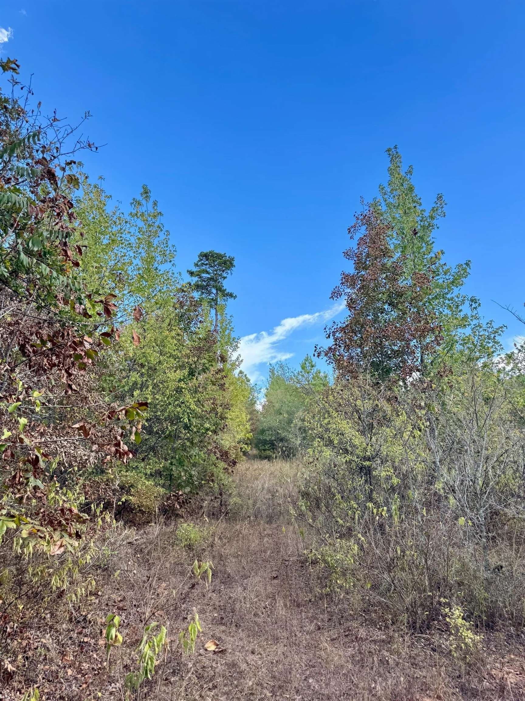 320 acres in Marion County - photo 13
