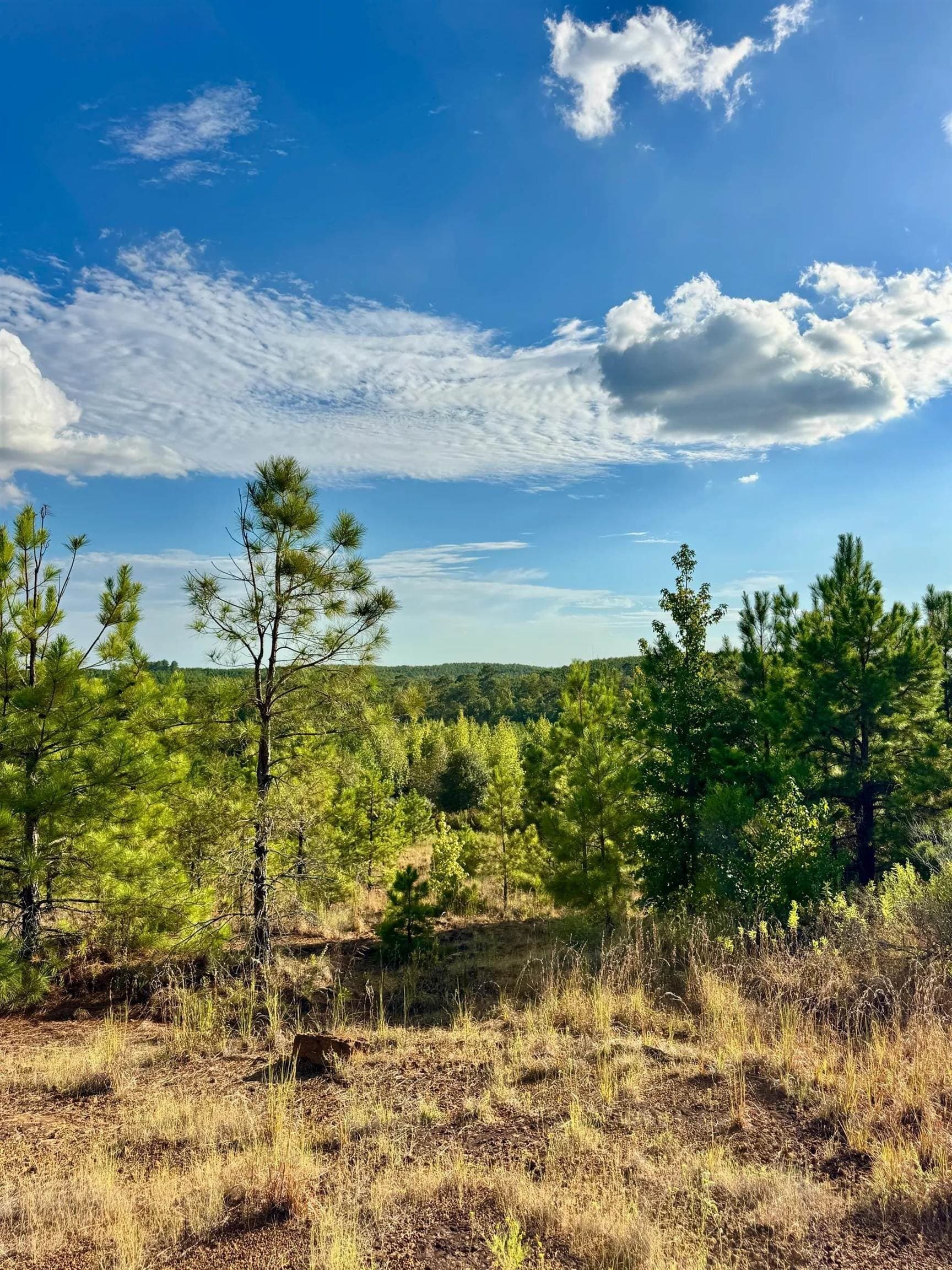 320 acres in Marion County - photo 18