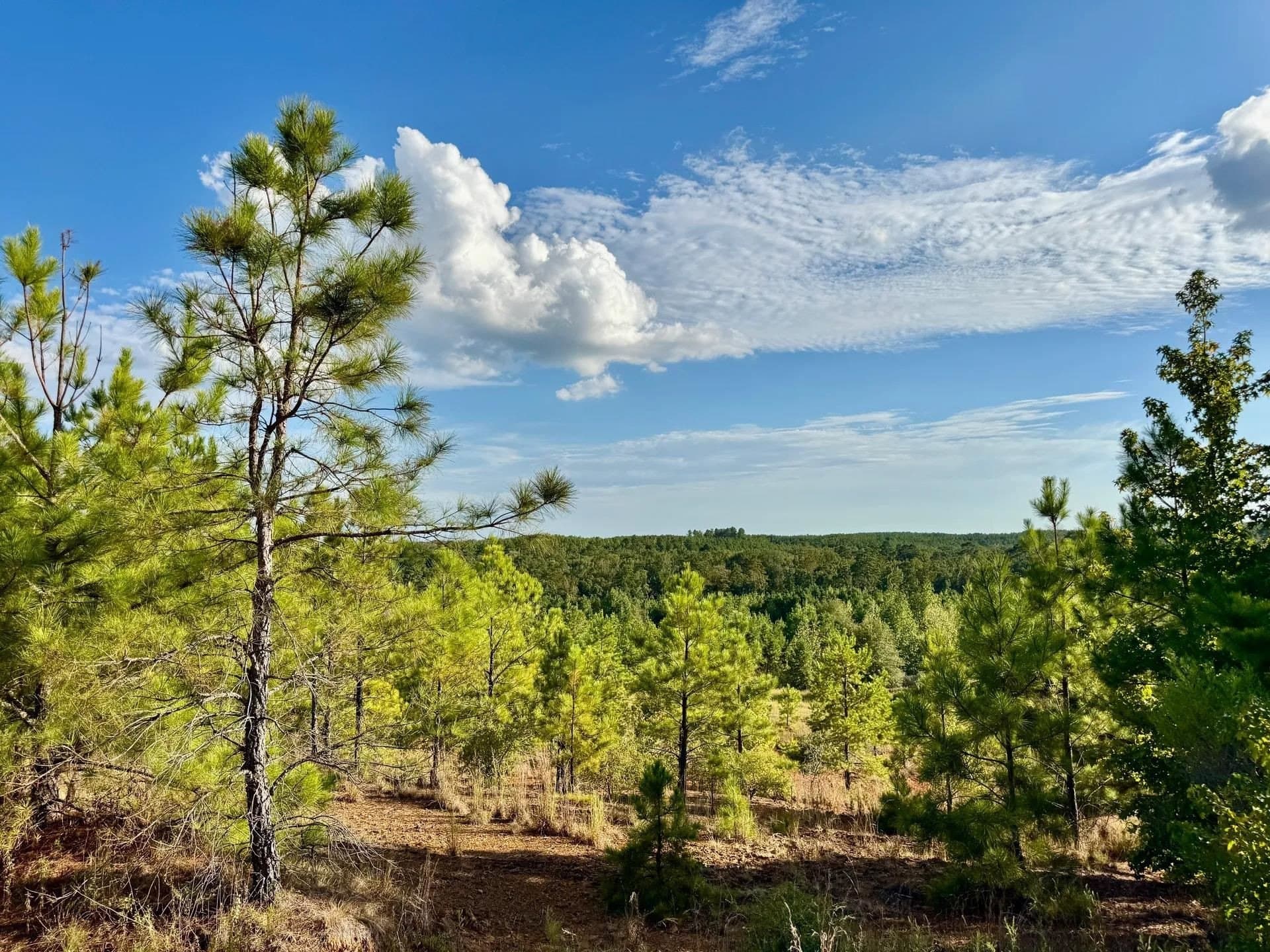 320 acres in Marion County - photo 19