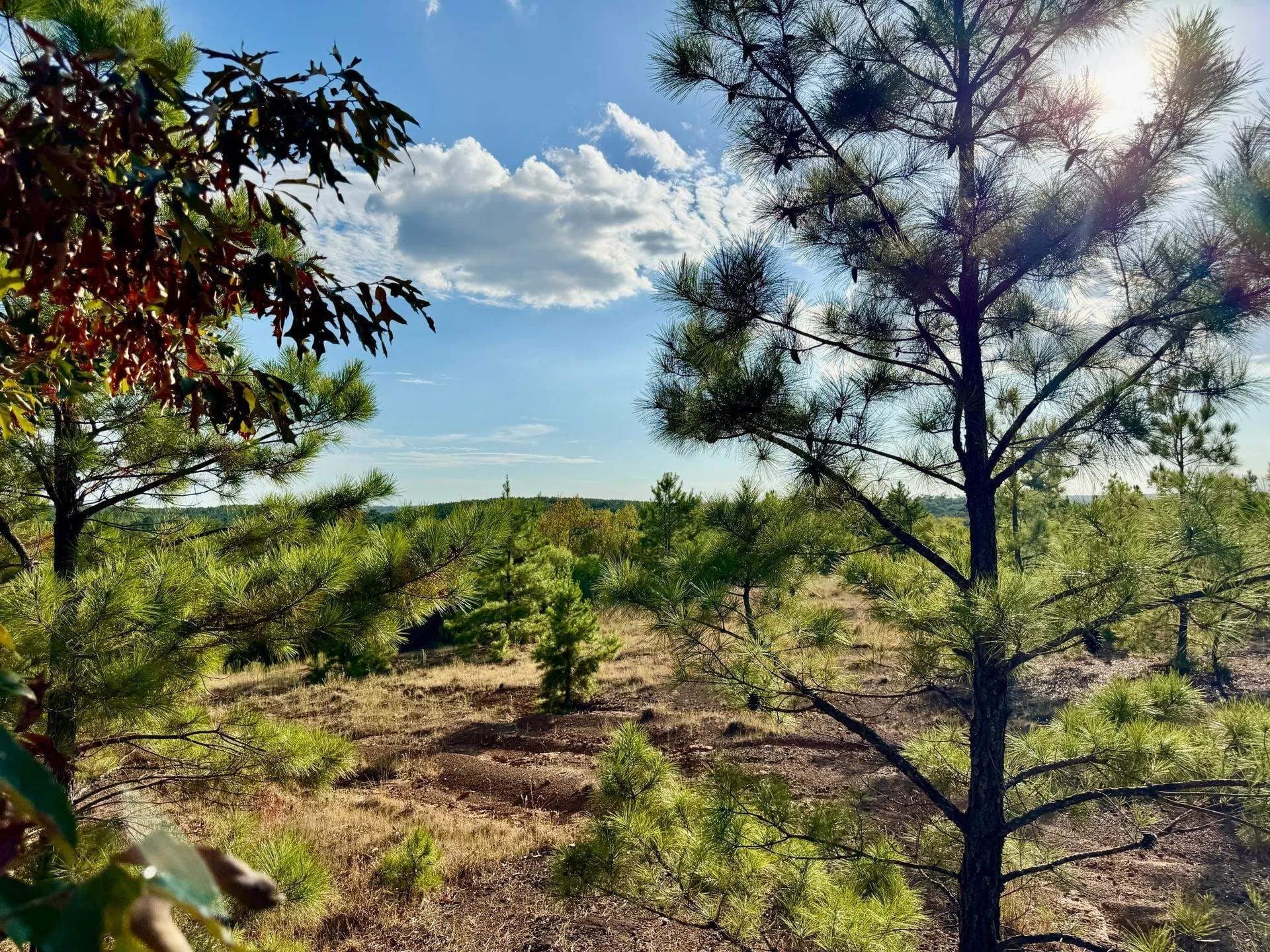 320 acres in Marion County - photo 15