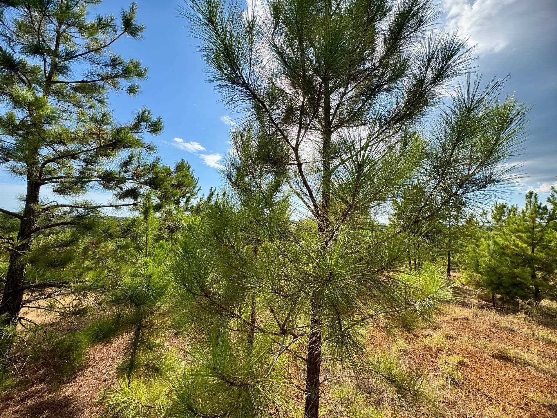 320 acres in Marion County - photo 9