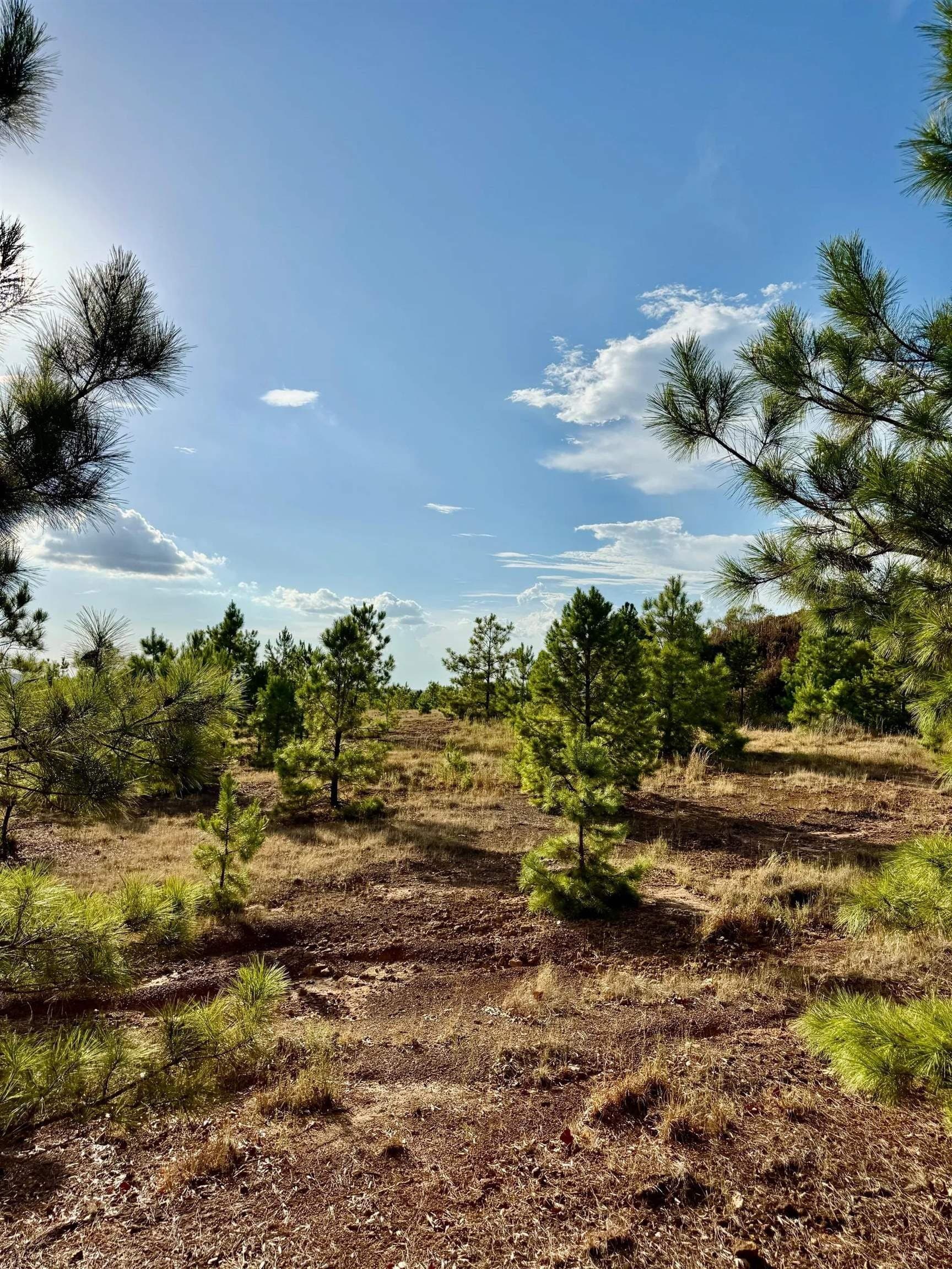 320 acres in Marion County - photo 14