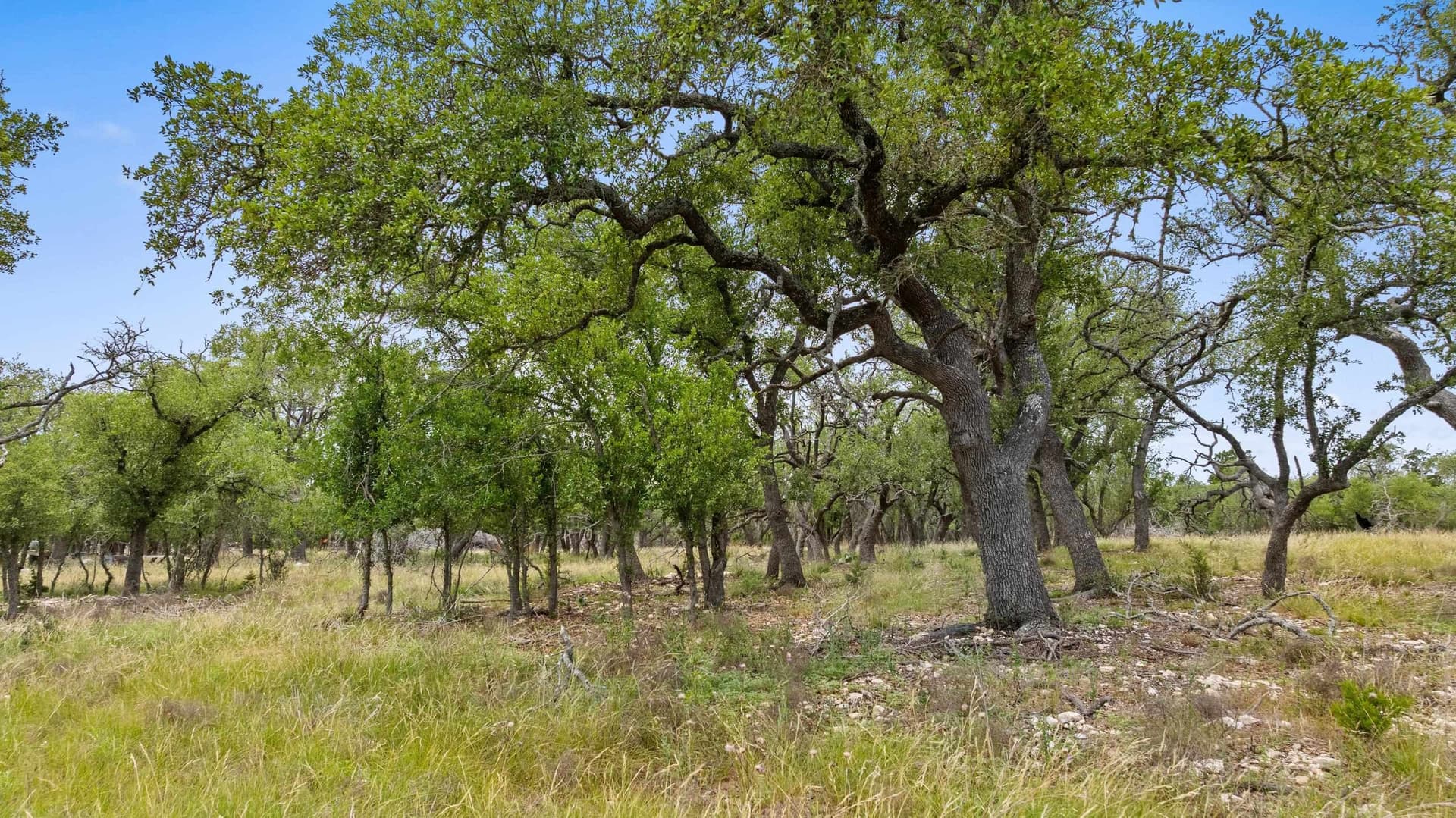 397.23 acres in Gillespie County gallery image 4