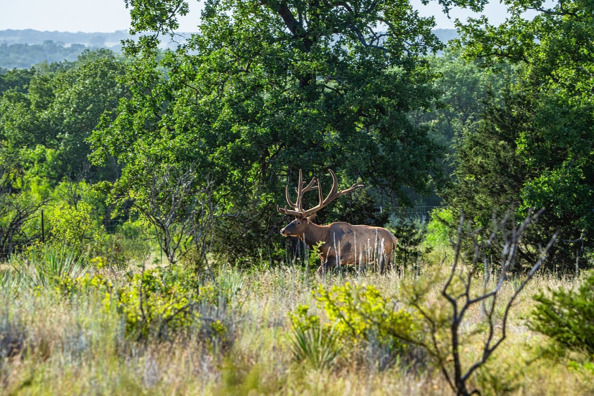 235.29 acres in Comanche County - photo 13