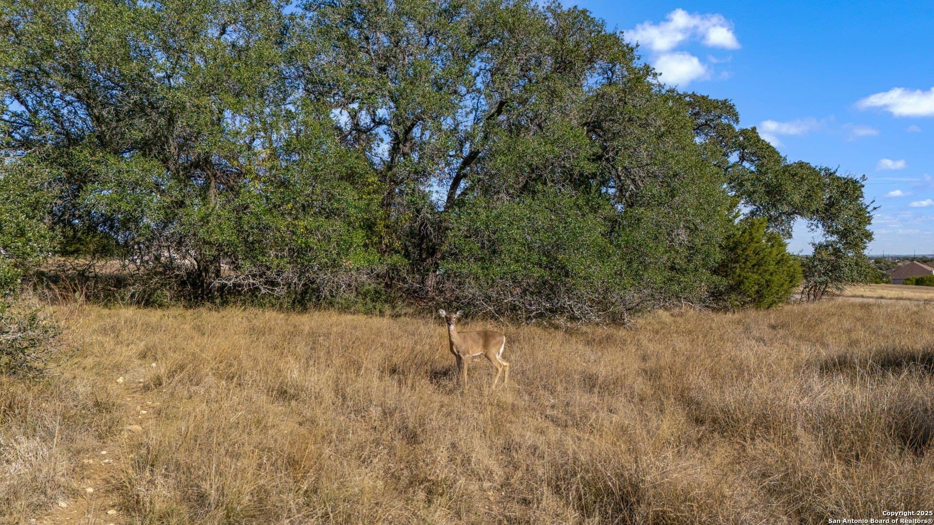 0.23 acres in Blanco County - photo 10