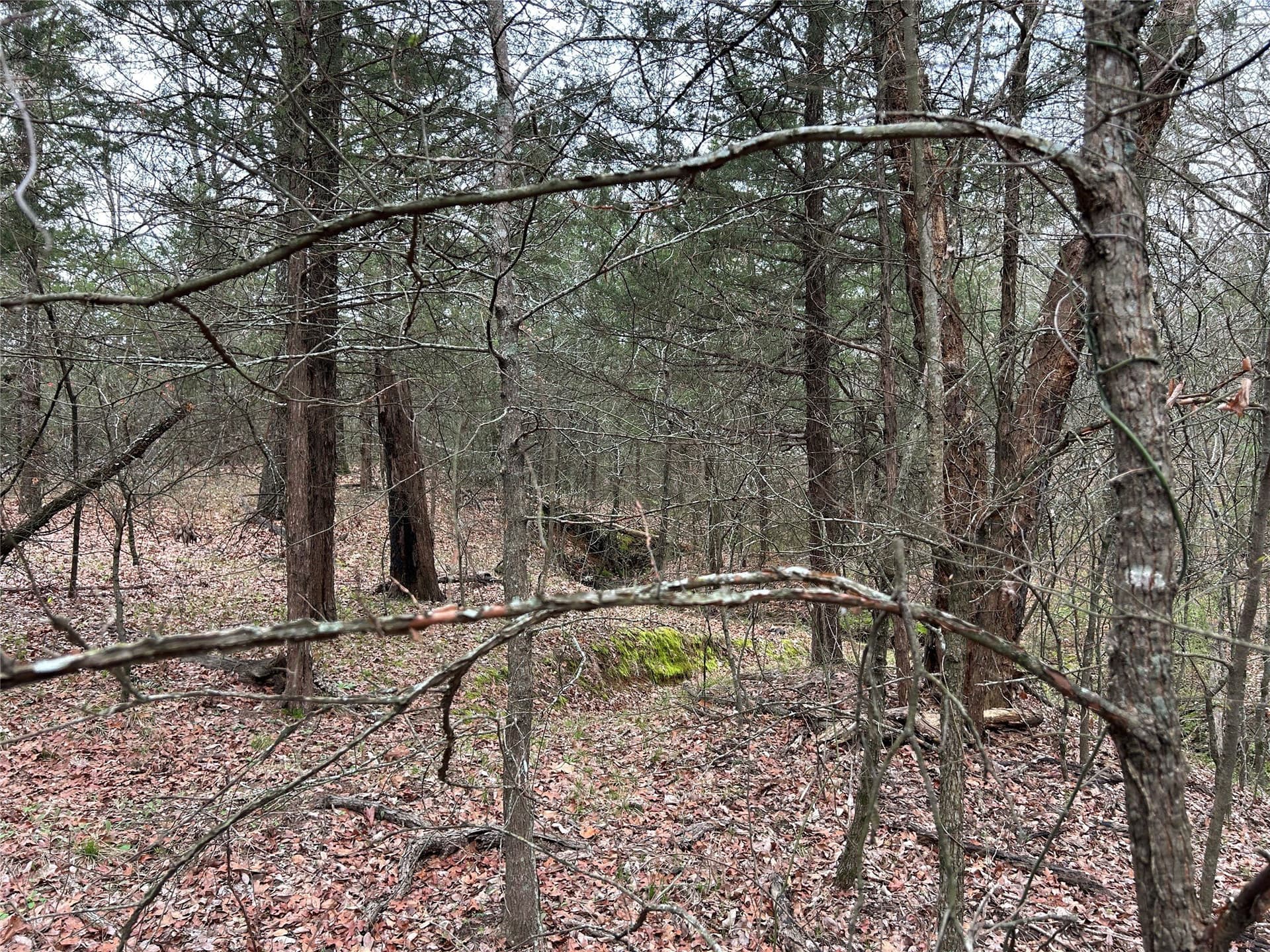 4.02 acres in Grayson County gallery image 4