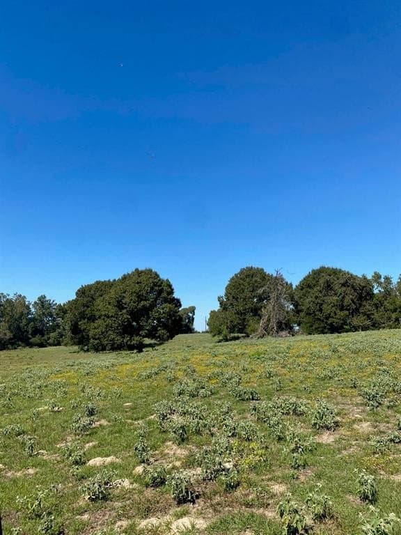 10.6 acres in Leon County gallery image 2