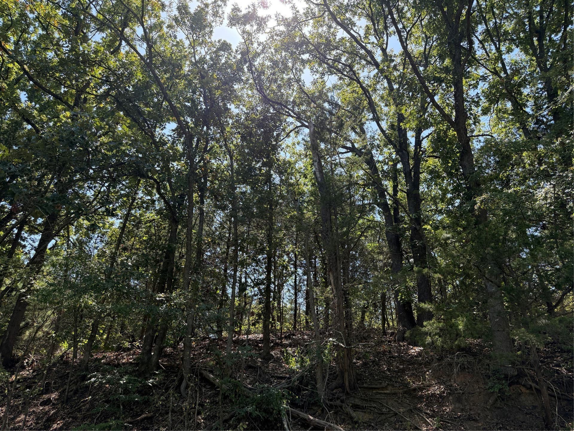 1.54 acres in Grayson County - photo 16