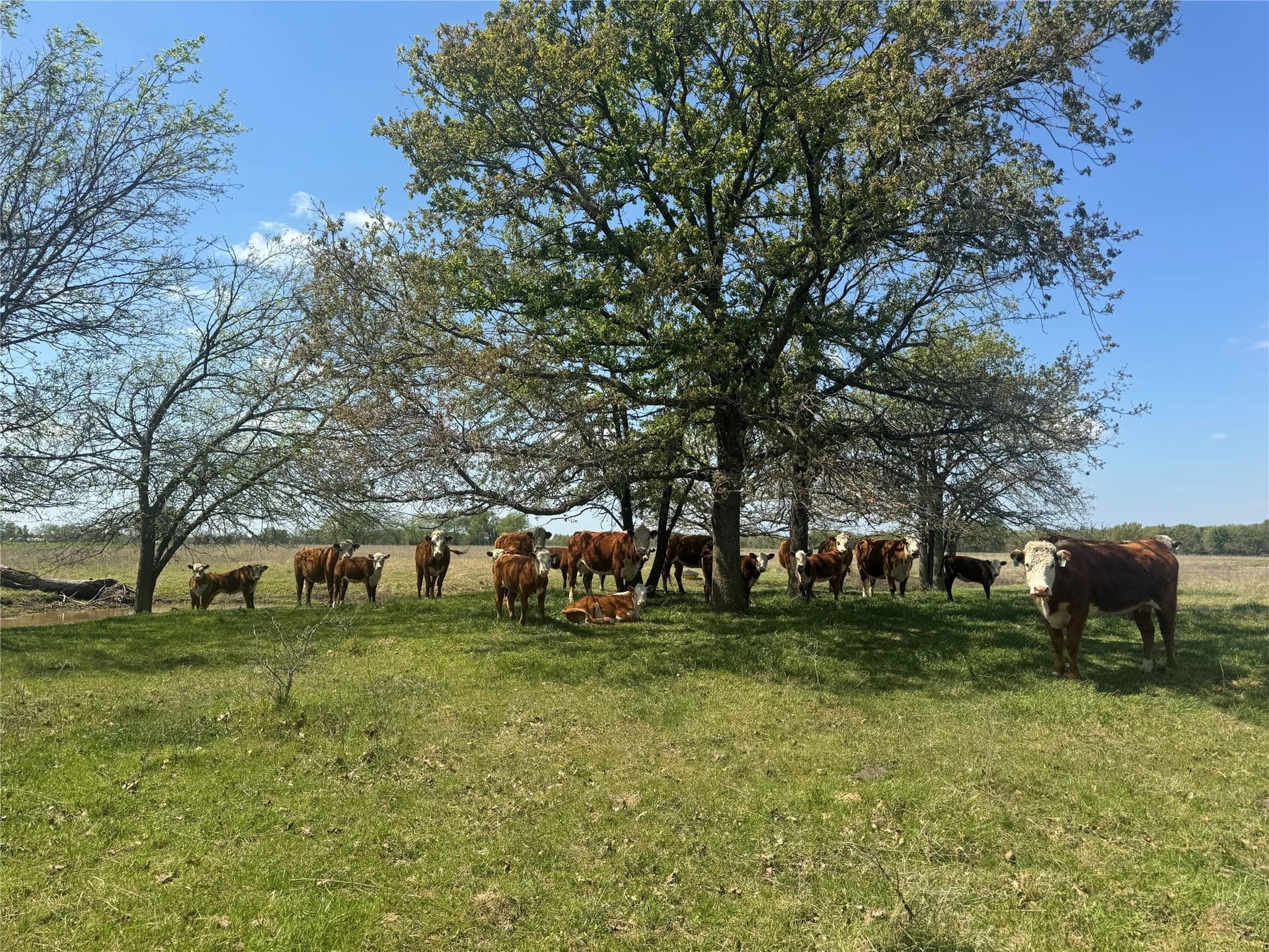 107.79 acres in Franklin (TX) County - photo 30