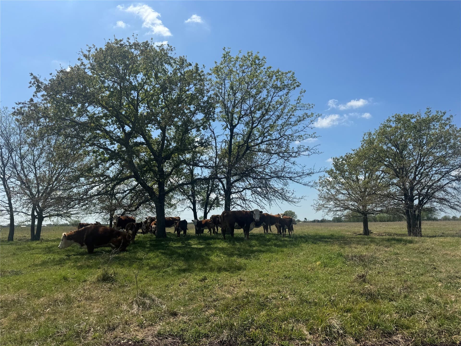 107.79 acres in Franklin (TX) County - photo 29