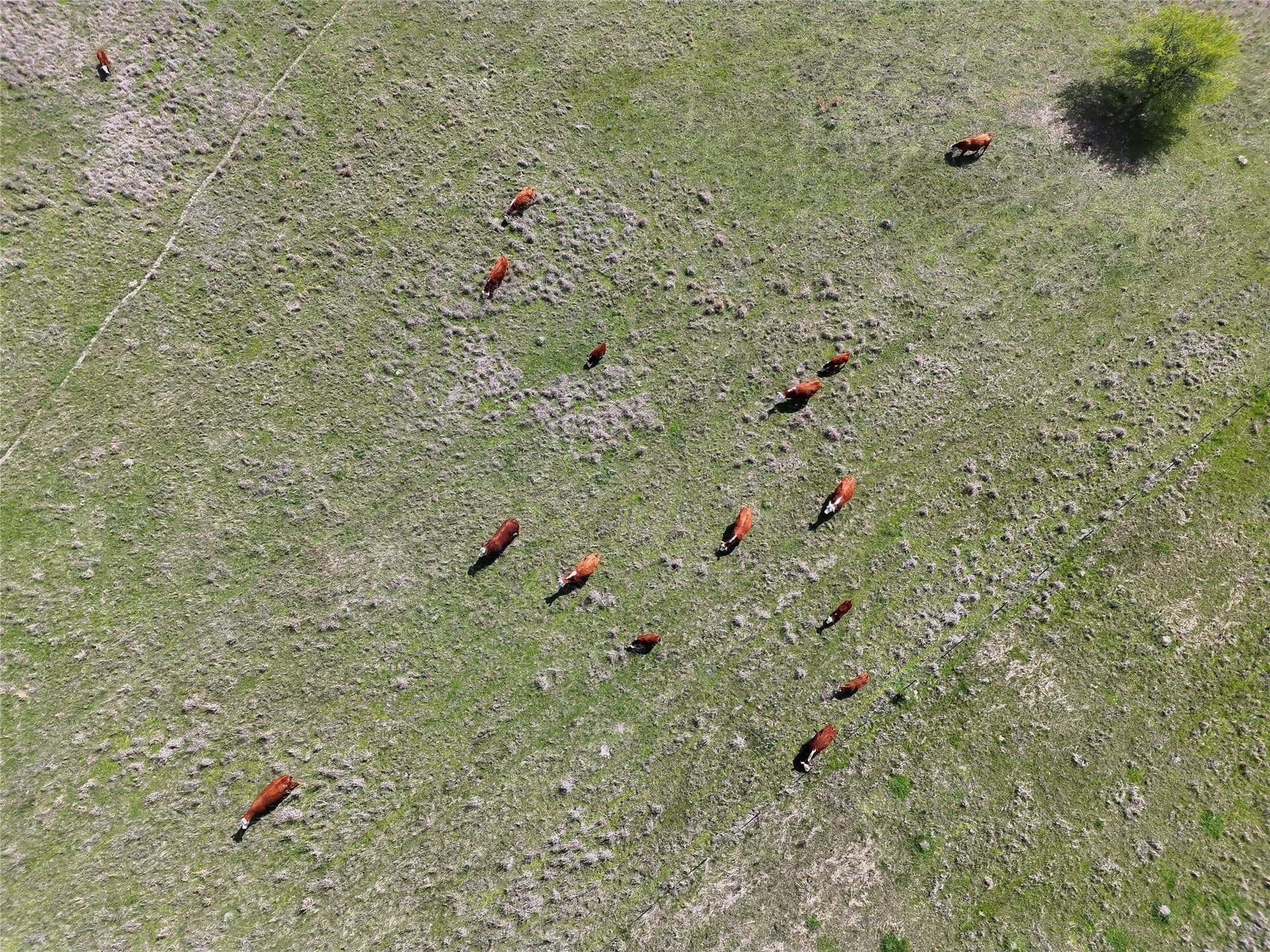 107.79 acres in Franklin (TX) County - photo 12