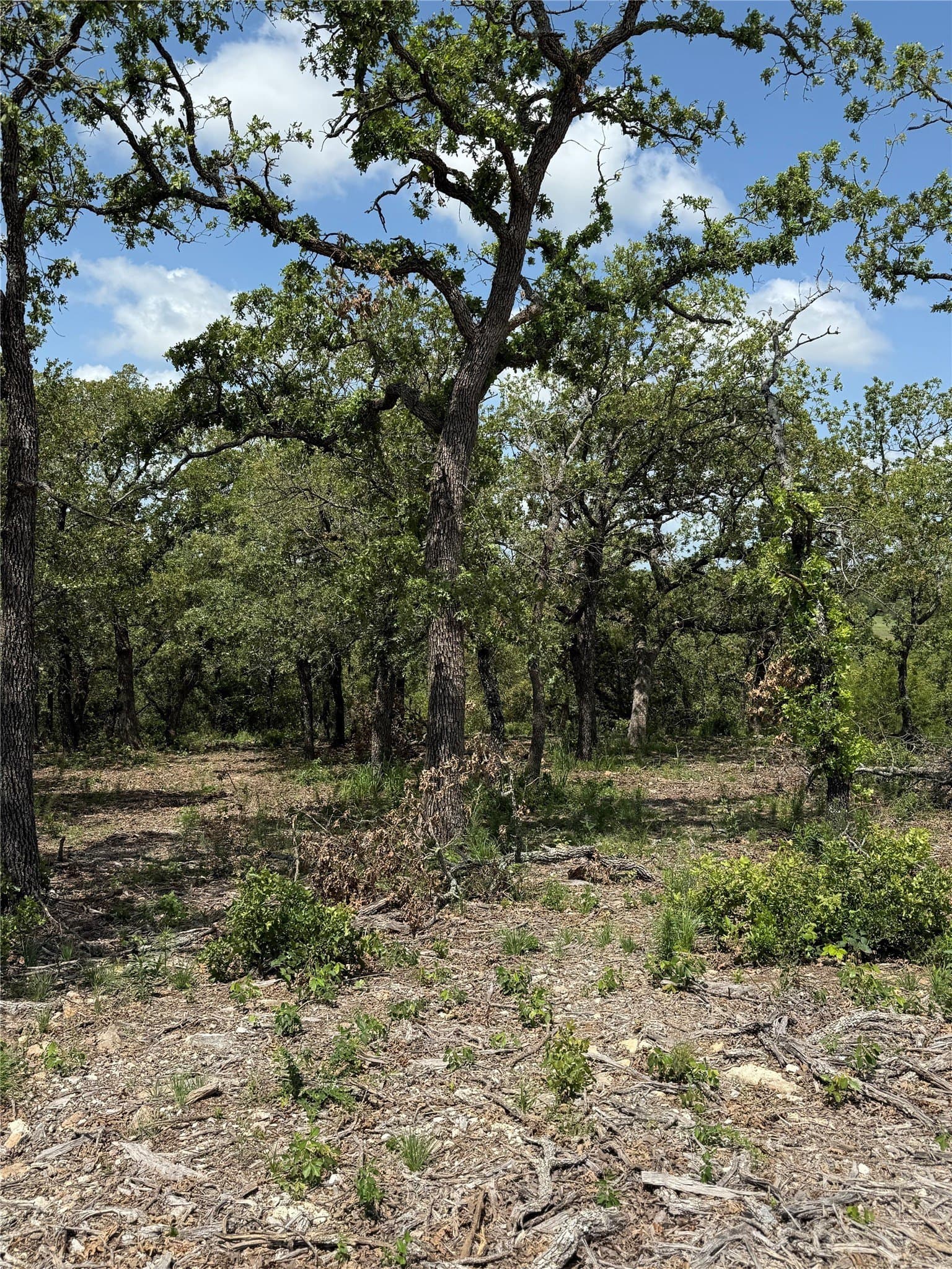 3.03 acres in Montague County - photo 4